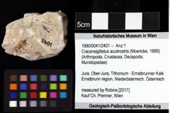 Foto (Objket + Etiketten) von Cracensigillatus acutirostris (Moericke, 1889) 